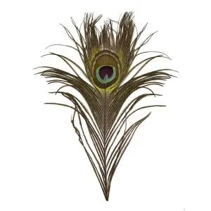 Перо Павлина 30-35 см (1 шт) 